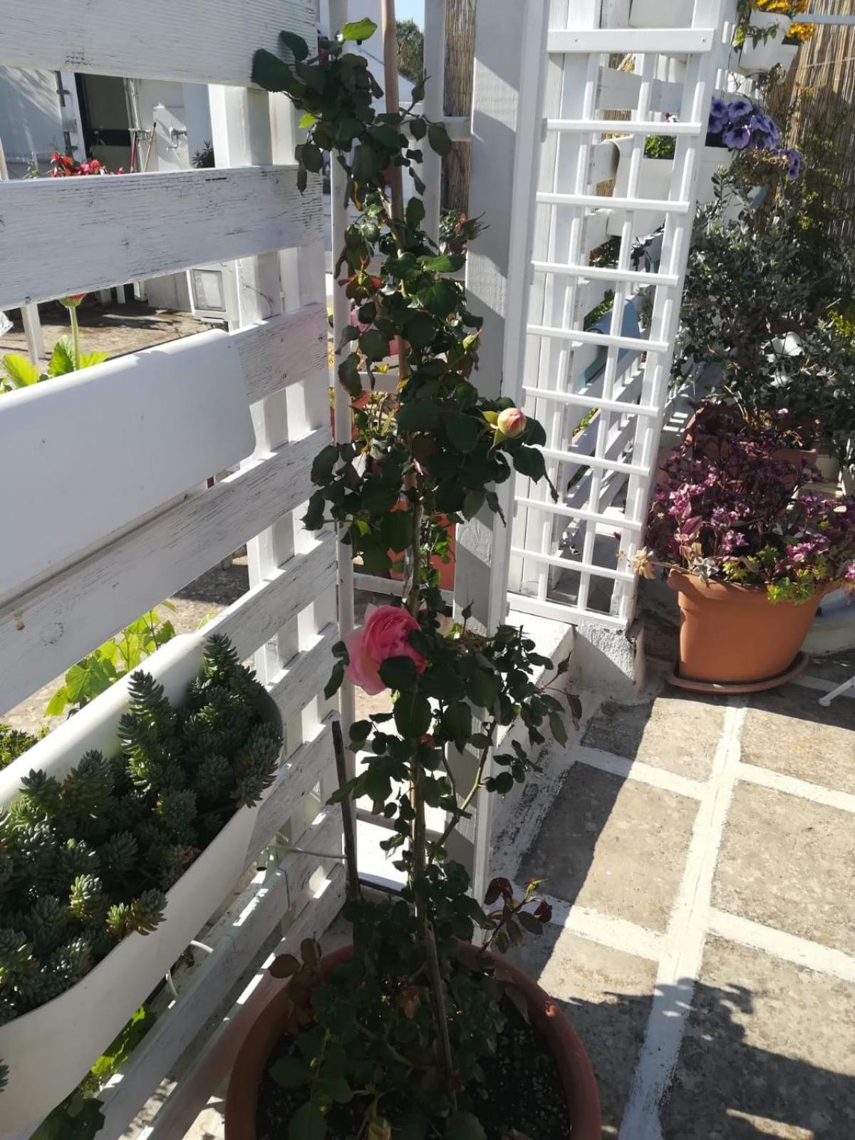 MandorleOlio Bed and Breakfast Polignano a Mare Buitenkant foto