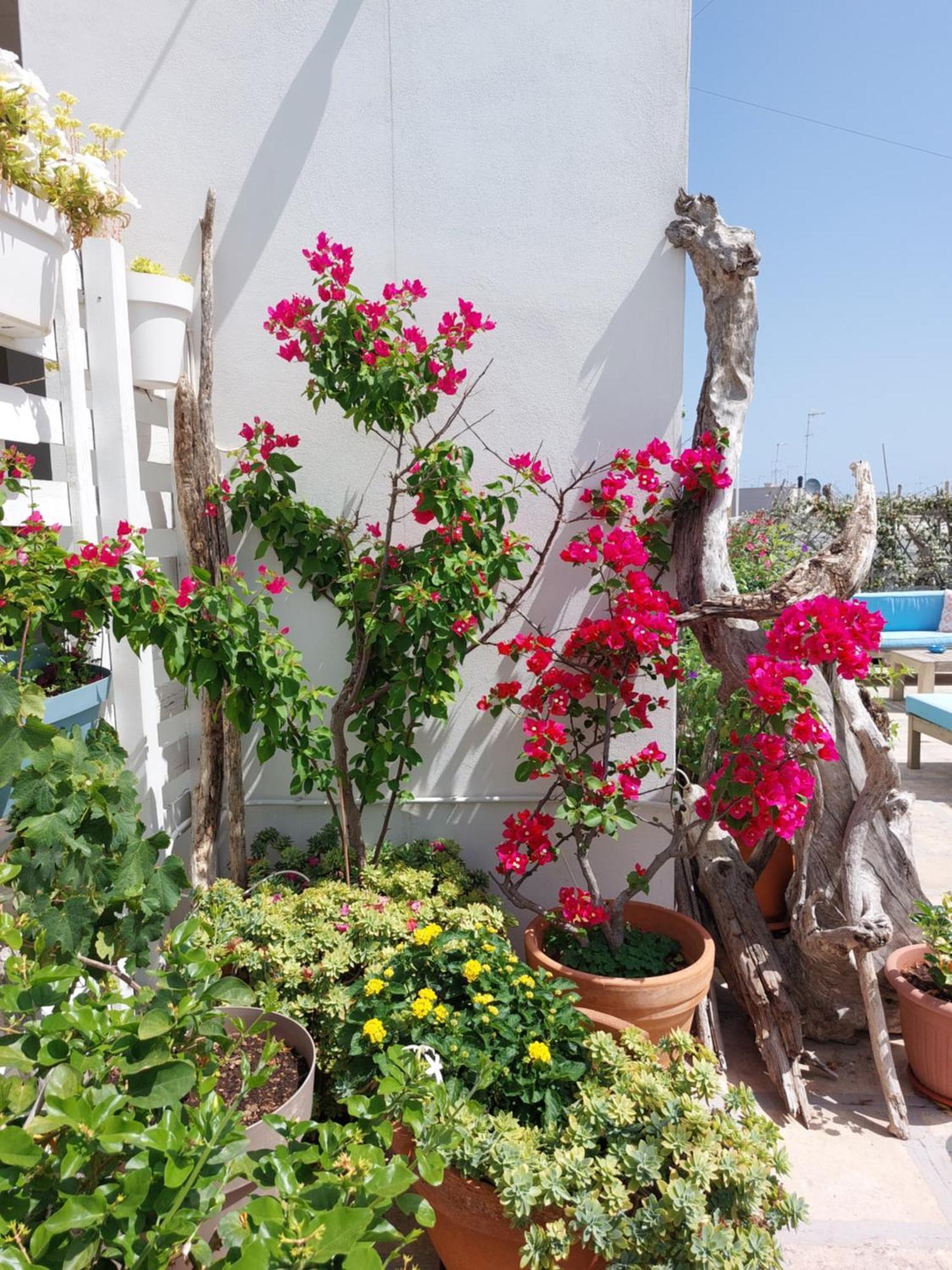 MandorleOlio Bed and Breakfast Polignano a Mare Buitenkant foto