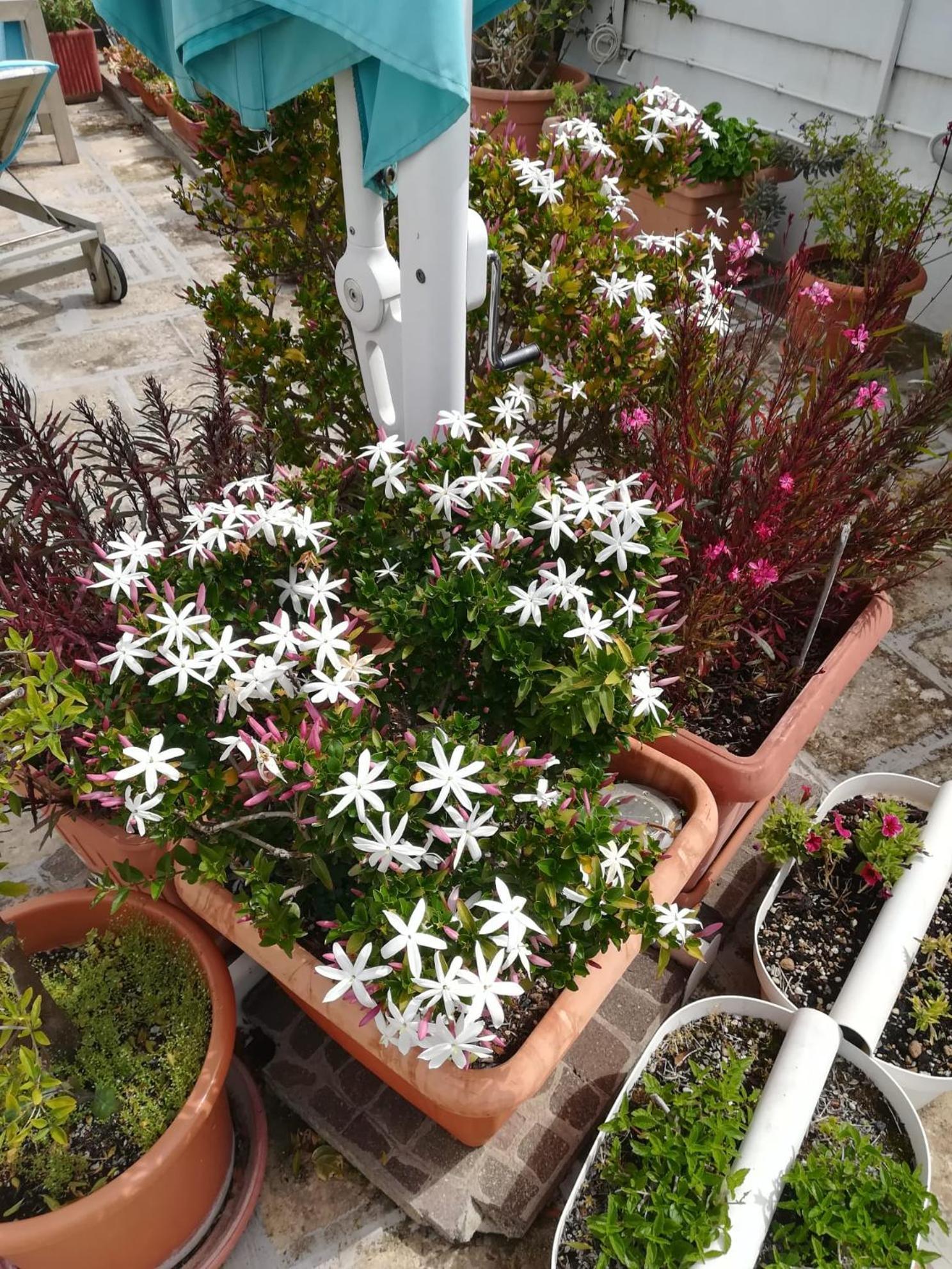MandorleOlio Bed and Breakfast Polignano a Mare Buitenkant foto